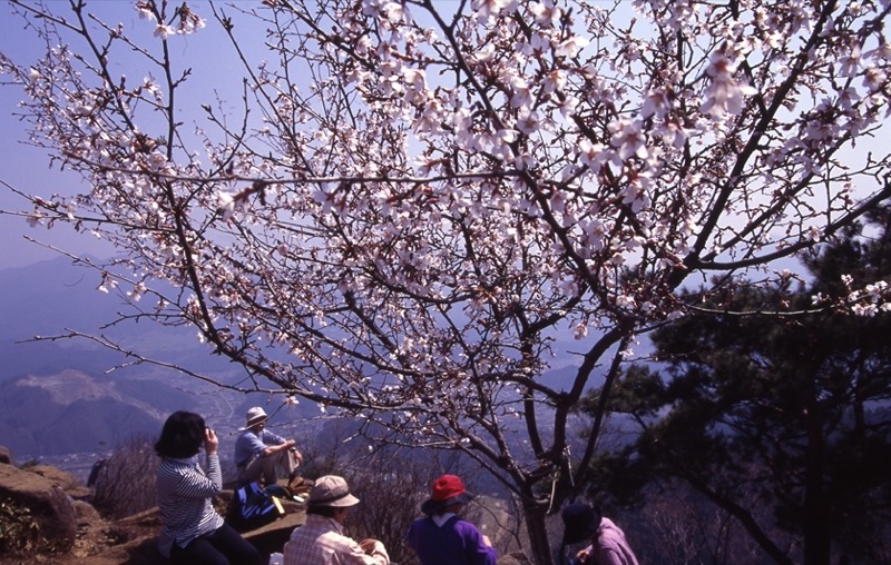 高川山
